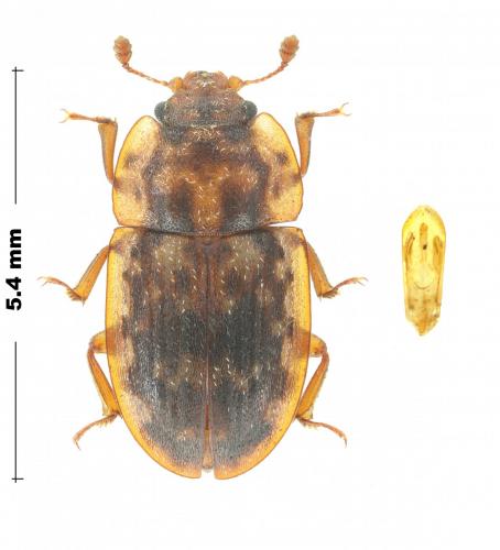 Réf. 261 827 : Soronia grisea